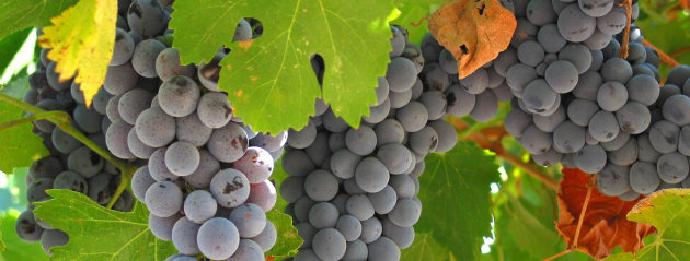 Beaujolais nouveau is here… thanks to Air France!