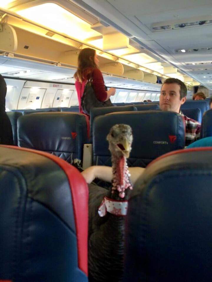 Emotional support turkey on board Delta Airlines flight