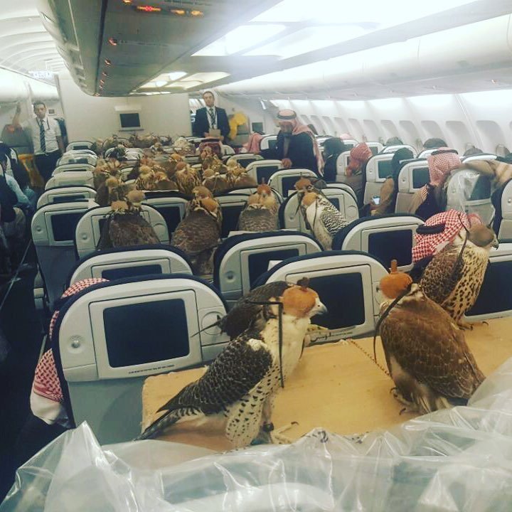Saudi prince buys 80 tickets for …. his falcons