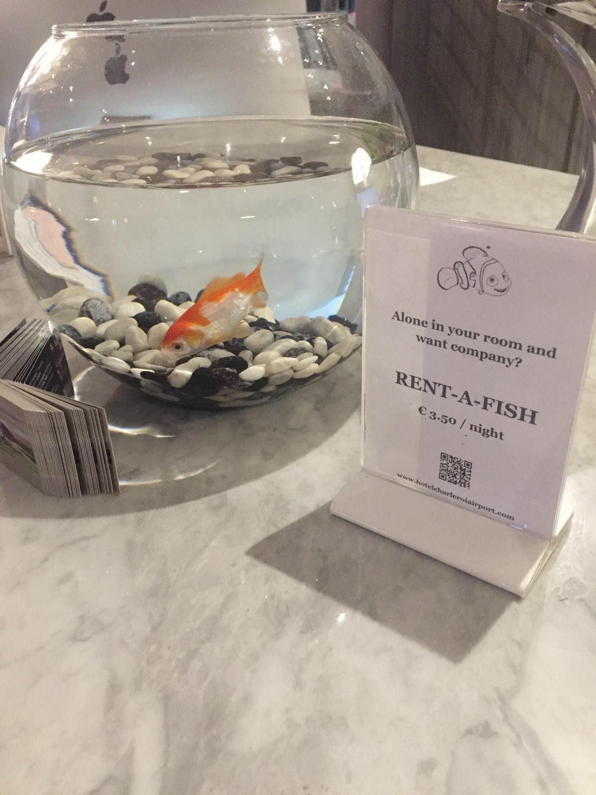 Feeling lonely in your airport hotel room? Rent-a-fish for €3.5 per night …
