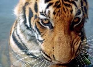 Qatar Airways joins usaid routes partnership to combat wildlife trafficking