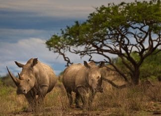 Qatar Airways Reaffirms Buckingham Palace Declaration Against Illegal Wildlife Trade