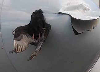 Impressive bird strike in Miami on an American Airlines Airbus A319