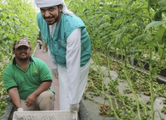 Etihad and Zayed Higher Organisation for Humanitarian Care and Special Needs have collaborated to commemorate UAE Environment Day.