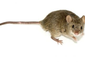“Mouse jumps out of her meal box”: SAS flight forced to make unexpected landing after unsavoury incident
