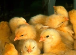 Brussels Airport fire brigade refuses to gas 20,000 chicks, but is forced by animal welfare
