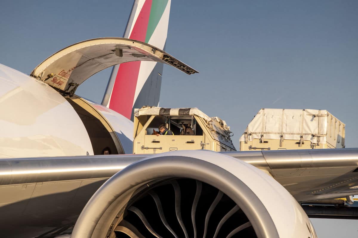 Emirates SkyCargo transports first group of horses from Liege to Greenville for the FEI World Equestrian Games™ Tryon 2018