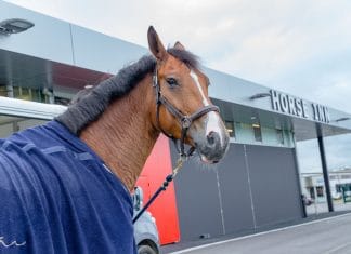 Nothing can stop Liege Airport when it comes to the transport of horses