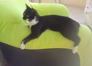 Bassie, a two-year-old cat went missing at Brussels Airport