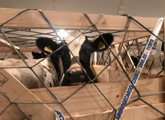Smooth flight for AirBridgeCargo’s ‘special passengers’