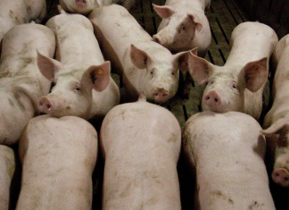 Philippine Airlines pork meat dishes are free of African Swine Fever