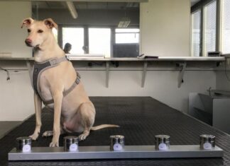 Covid-19 dogs arrive at the Helsinki Airport – able to identify the virus earlier than laboratory tests