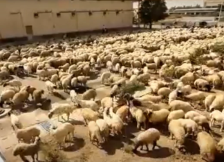 Flock of sheep grazes at Tehran airport after engine failure of their Boeing 747