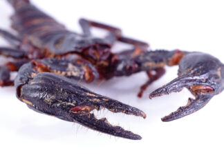 Passenger was stung by scorpion during flight in Brazil