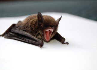 Air India flight returns to Delhi after a bat was discovered in the cabin