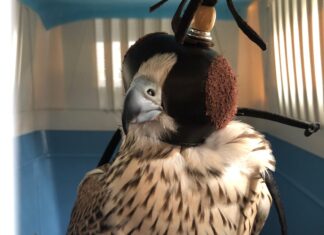 Skyport handles 30 live falcons at Prague airport for use at airports in Kuwait to reduce bird strikes