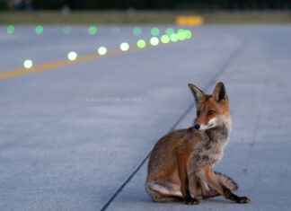 A wild but not so shy fox is stealing the show at Paris Orly airport