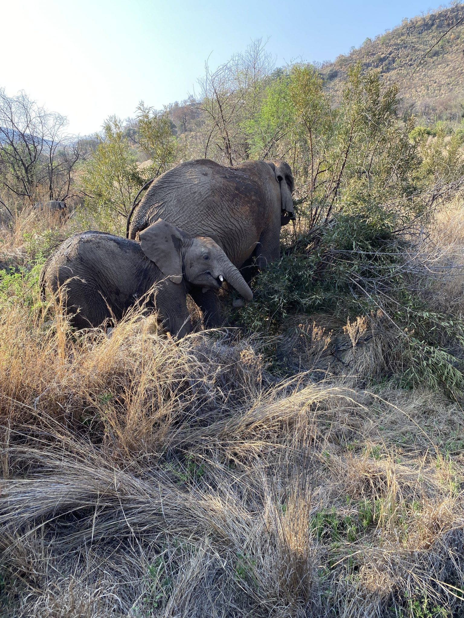 Pilanesberg Game Reserve © Maarten Van Den Driessche