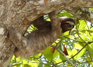 Three sloths die of cold on aircraft immobilized for more than 24 hours at Liege Airport, Belgium