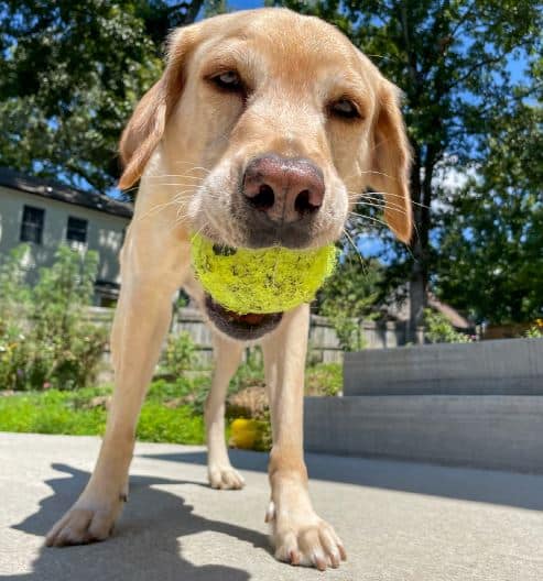 TSA explosives detection canine, Messi, retires after distinguished service at Washington Reagan National Airport