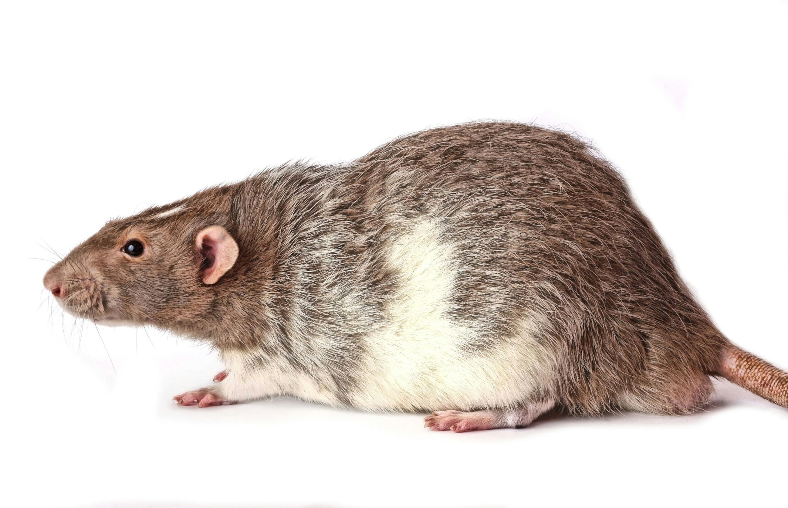 Passenger films rat crawling inside Spirit Airlines airplane light fixture