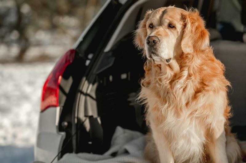 Swedavia airports offer free quiet parking for dogs on New Year’s Eve