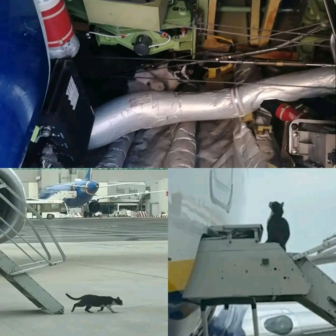 Stowaway cat finds shelter at Rome Fiumicino airport, Ryanair aircraft grounded for two days