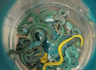 Nearly 50 venomous snakes and 5 turtles found in passenger’s luggage on flight from Thailand to India