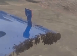 Bee swarm delays IndiGo Surat-Jaipur flight by over an hour