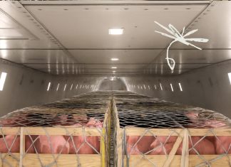 Intradco Global safely transports 1,200 breeding pigs from Denmark to the Philippines