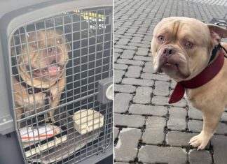 Outrage as woman abandons dog at Brussels Airport after boarding denial