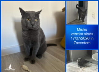 Cat Mishu found alive after 17 days missing at Brussels Airport